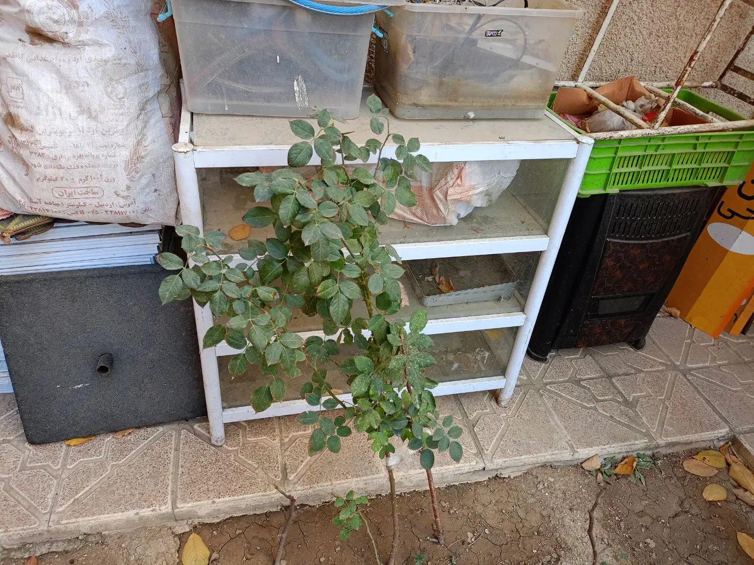 قفسه ویترین|کتابخانه، شلف، قفسههای دیواری|اردبیل, |دیوار