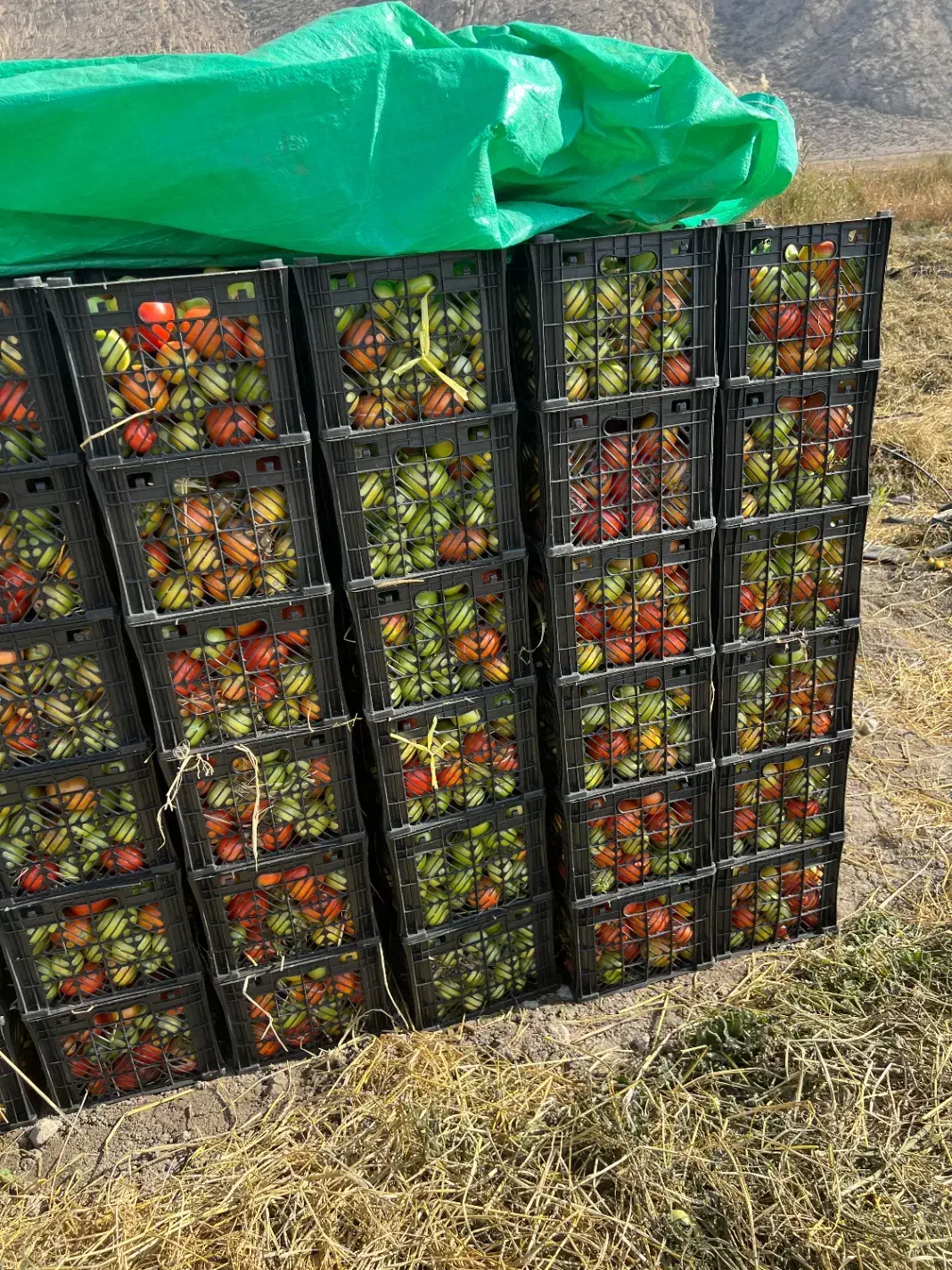 ۶۰ تن گوجه|عمدهفروشی|درودزن, |دیوار