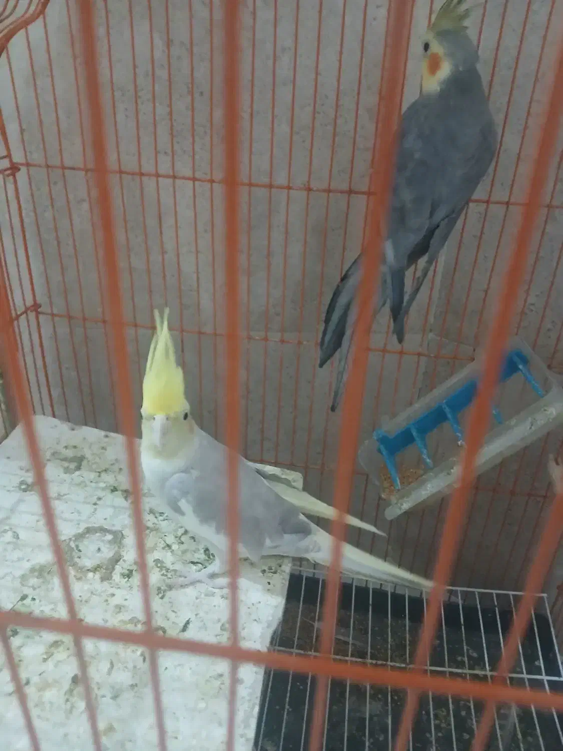 عروس معاوظه با کبوتر|پرنده|ایلخچی, |دیوار