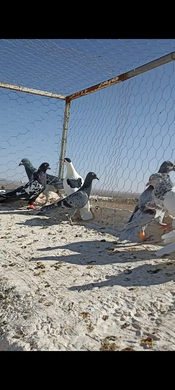 10تا کفتر بم فریمان|پرنده|قلندر آباد, |دیوار