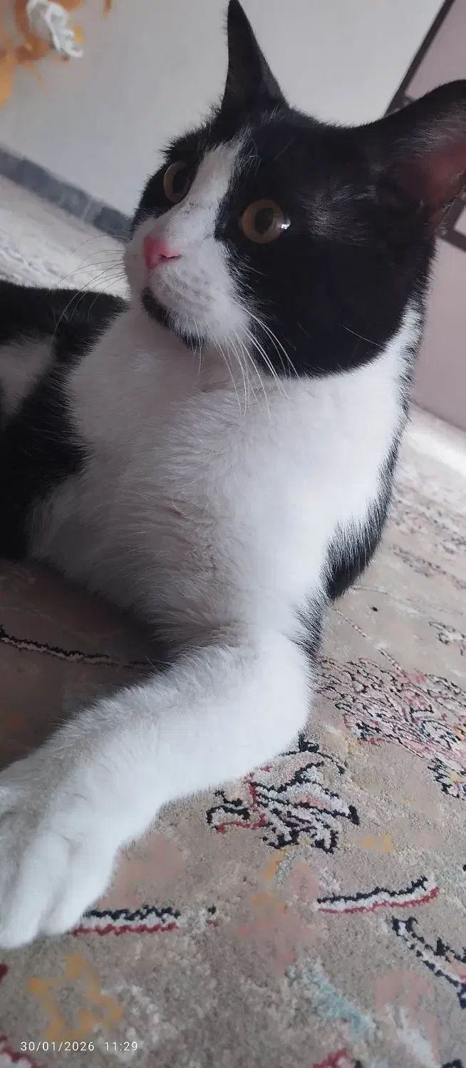 گربه خانگی و بازی گوش|گربه|مریوان, |دیوار