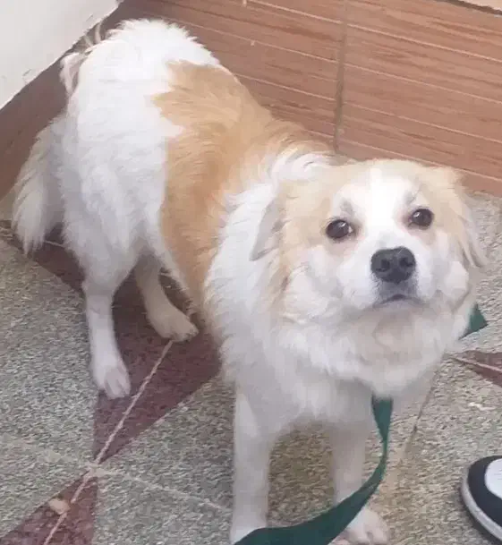 سگ پاکوتاه|سگ|نکا, |دیوار