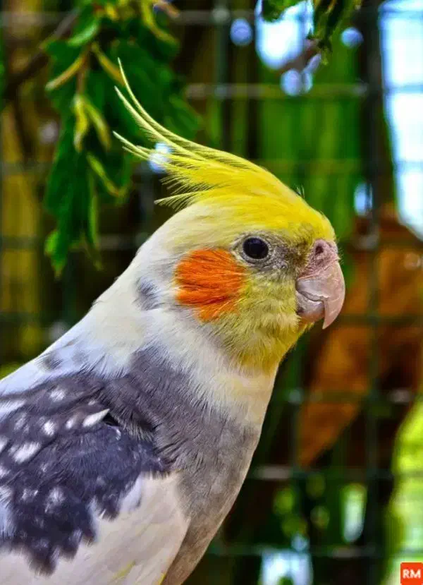 دو تا عروس هلندی نر ماده گمشده|حیوانات|قرچک, مهدیه|دیوار