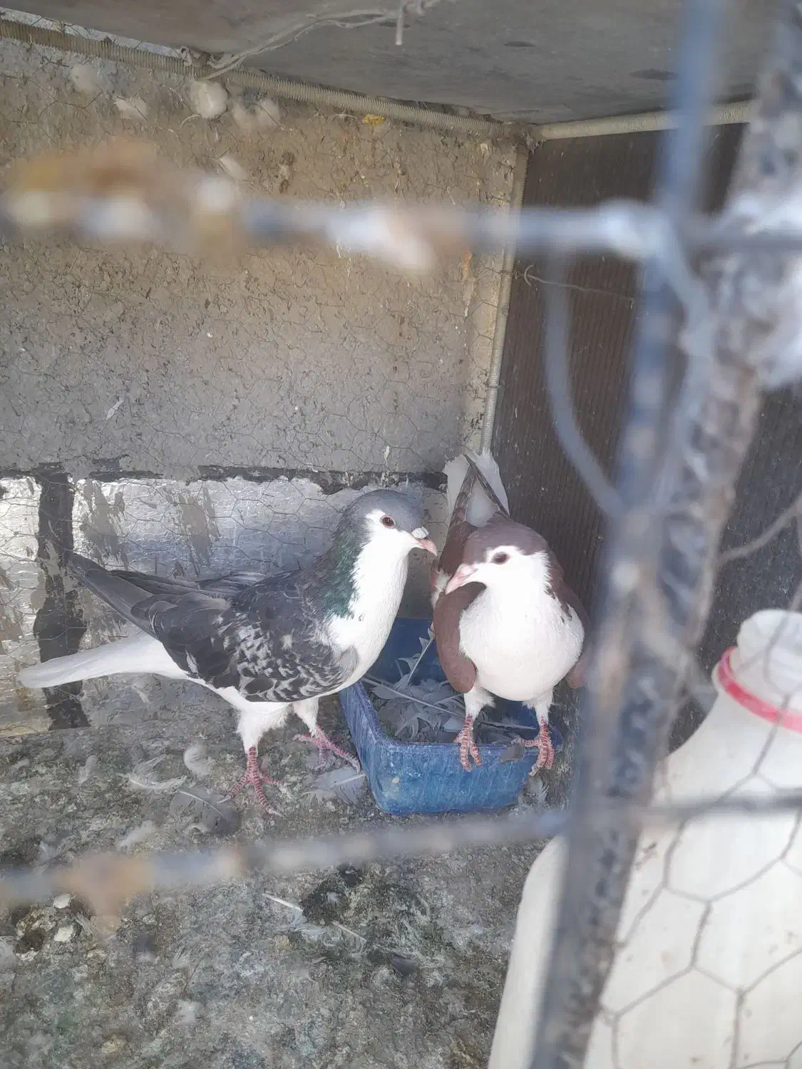 جفت ساده|پرنده|بیرجند, |دیوار