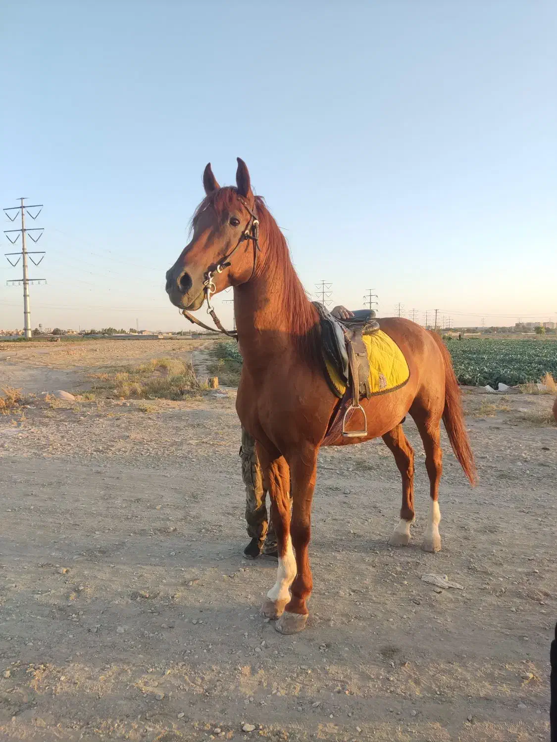 اسب کرد عرب|اسب و تجهیزات اسب‌سواری|چهارباغ, |دیوار