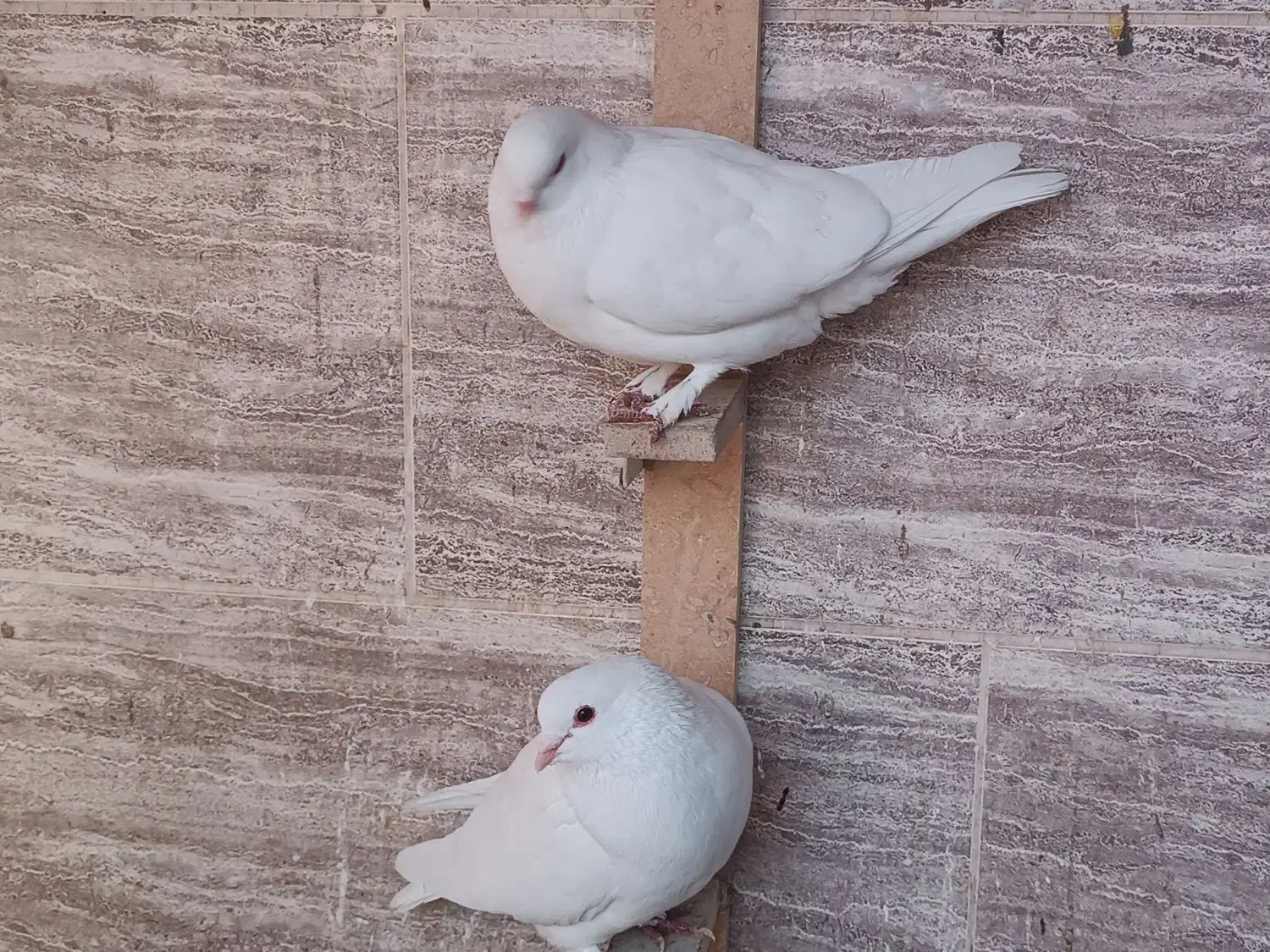 کبوتر|پرنده|کرمان, |دیوار