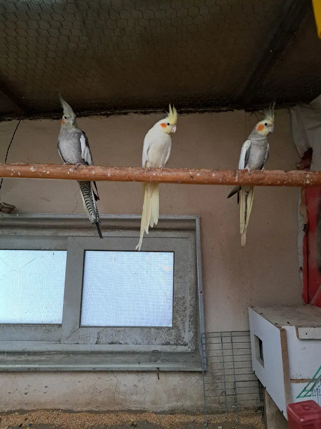 عروس هلندی|پرنده|کرج, فاز ۳ مهرشهر|دیوار