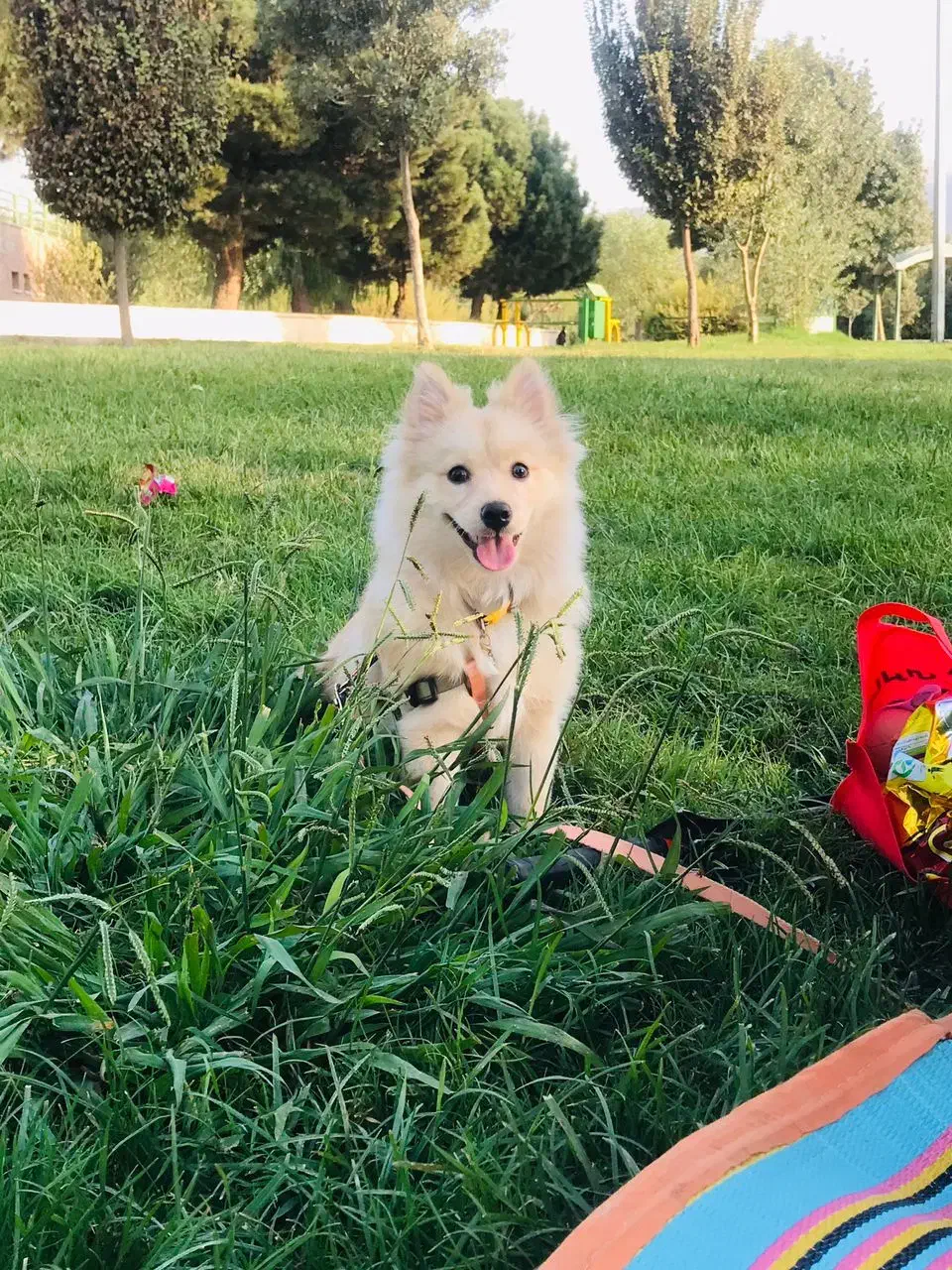 سگ پامرانین اشپیتز|سگ|ری, ظهیرآباد|دیوار