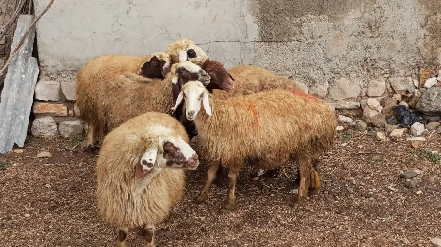 گوسفند فروشی|حیوانات مزرعه|جوانرود, |دیوار