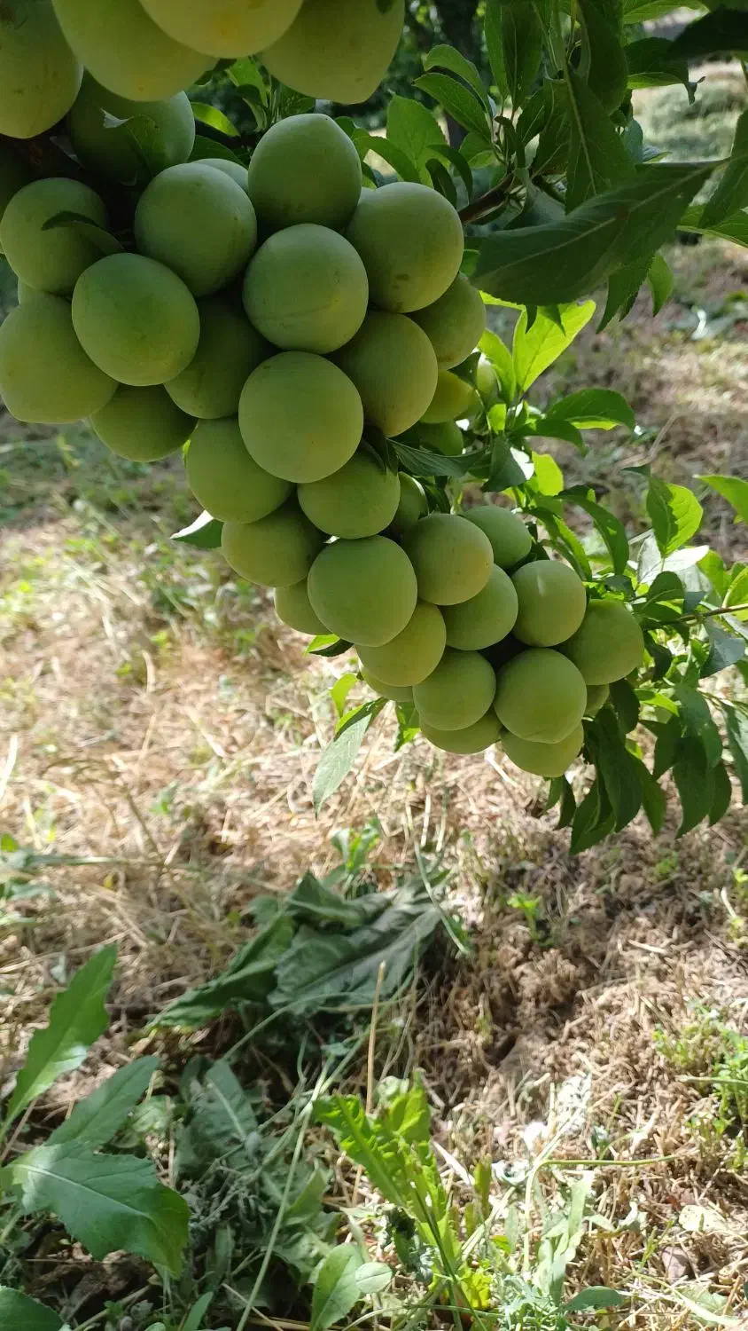 فروش درختان خوشه ای|خدمات باغبانی و درختکاری|اصفهان, فرودگاه|دیوار