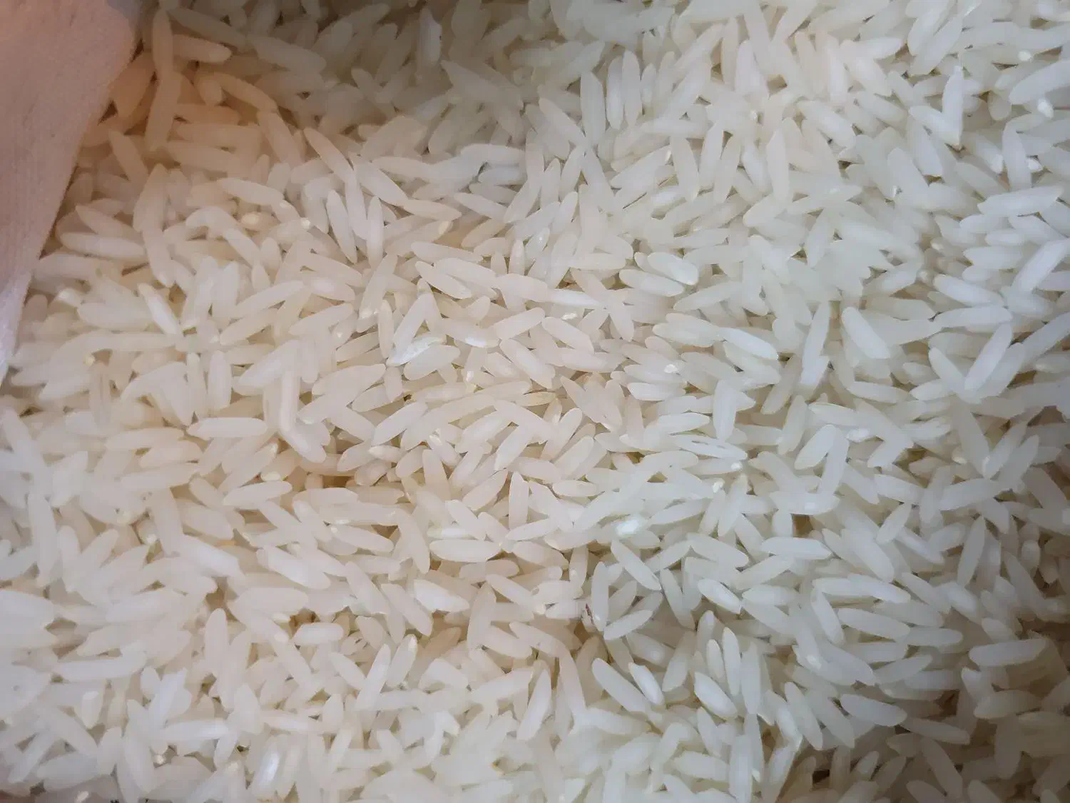 برنج کشت دوم امسال|خوردنی و آشامیدنی|یزد, |دیوار