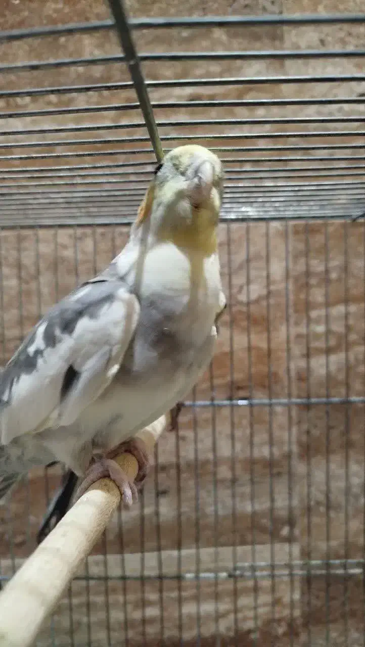 عروس هلندی|پرنده|شیراز, بهارستان|دیوار