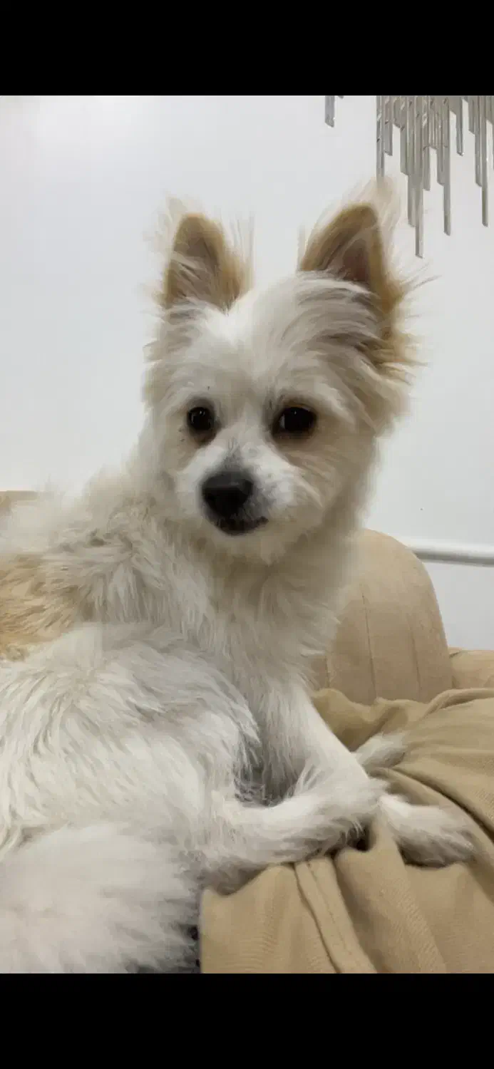 سگ شیدزو پامری|سگ|بانه, |دیوار