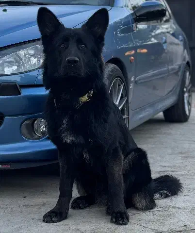 سگ ژرمن مشکی گمشده محدوده متل قو|سگ|سلمانشهر, |دیوار