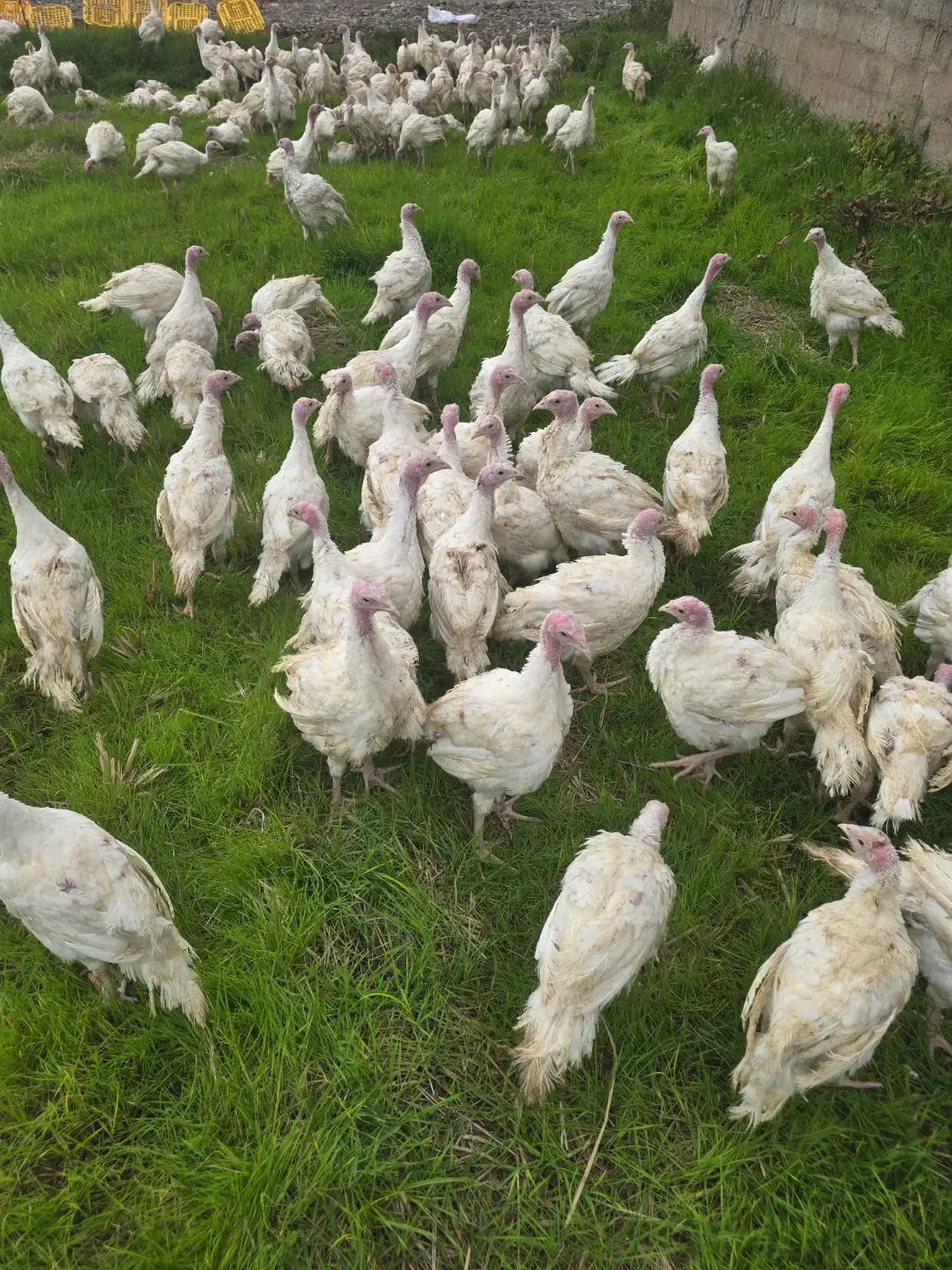 بوقلمون بیوتی B6|پرنده|سنگر, |دیوار