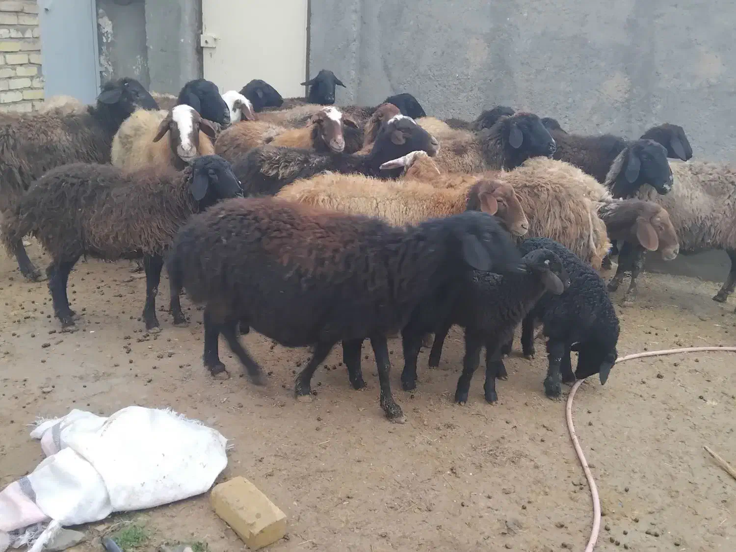 گوسفند میش وبره|حیوانات مزرعه|بشاریات, |دیوار