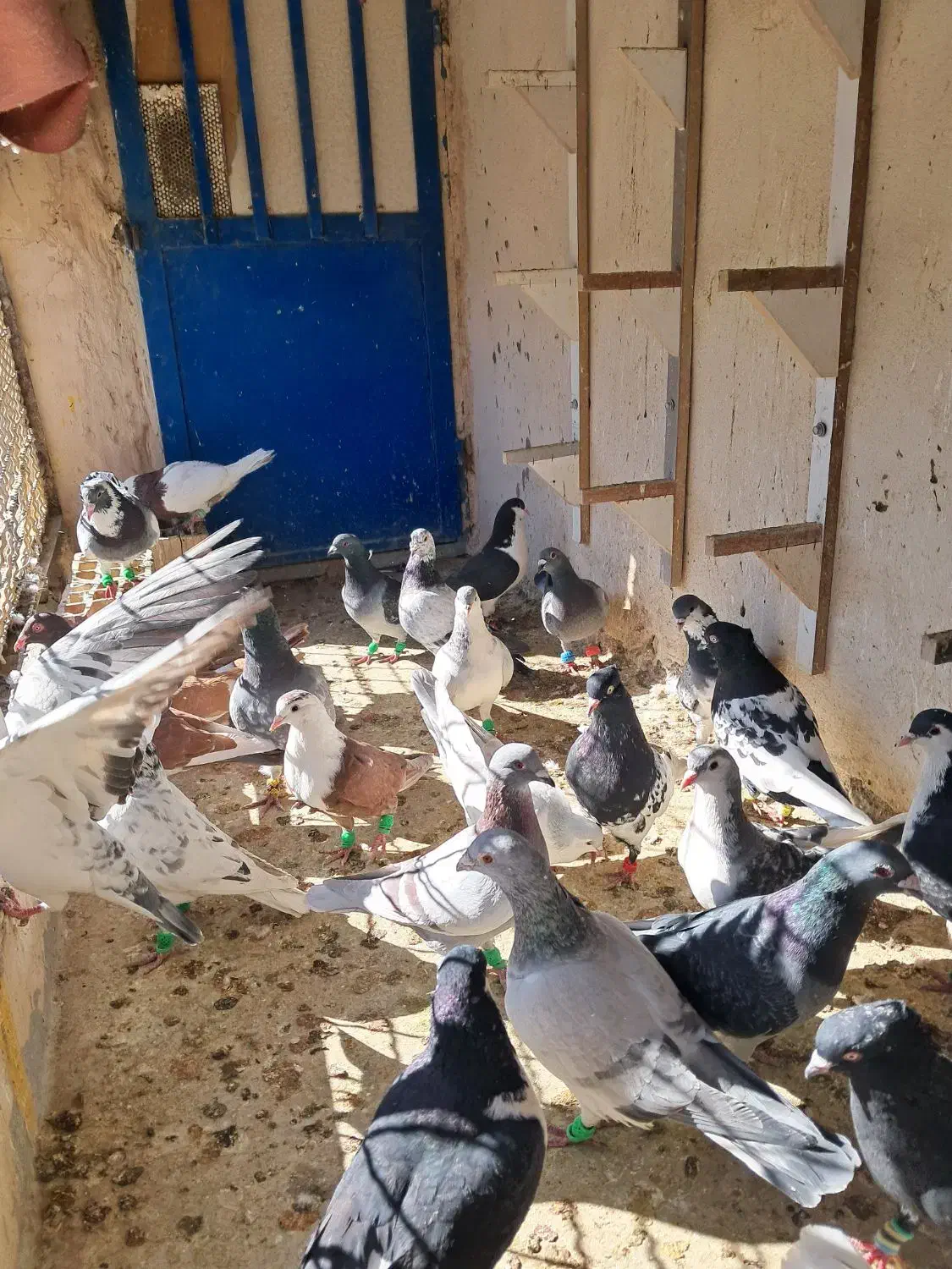 کفتر هوایی ۴۸ تا ۵۰ تا|پرنده|گلبهار, شهر جدید گلبهار|دیوار