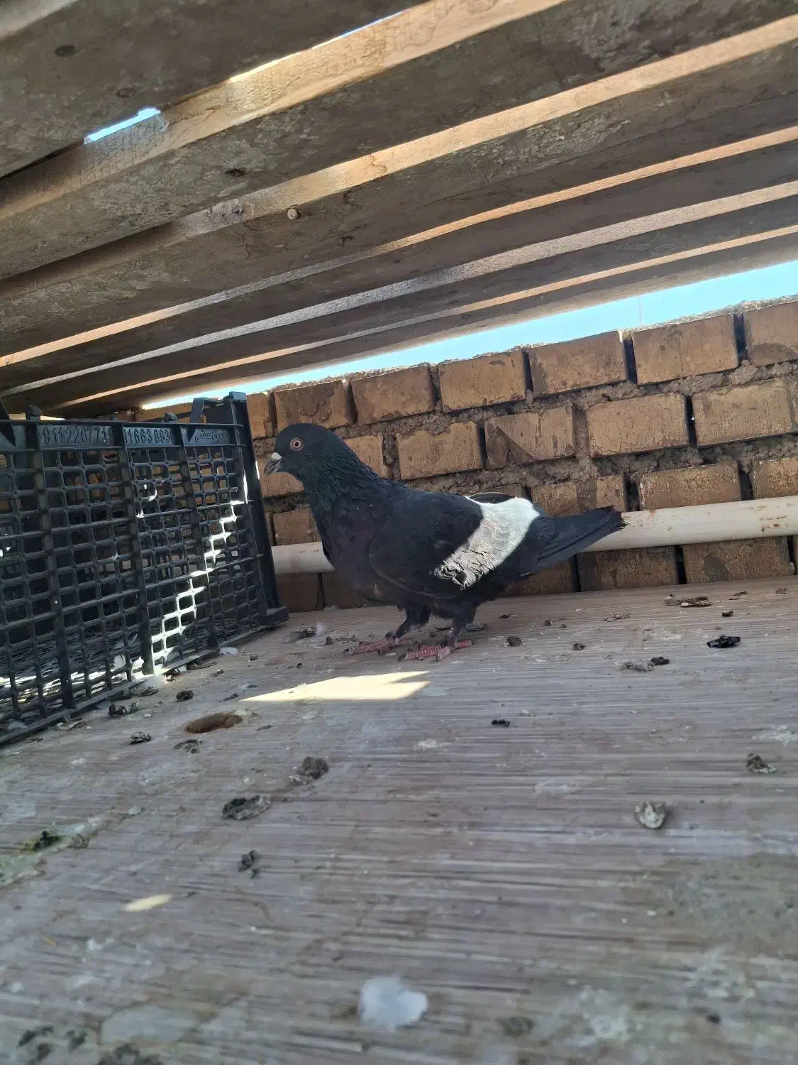 کبوتر|پرنده|بهبهان, |دیوار