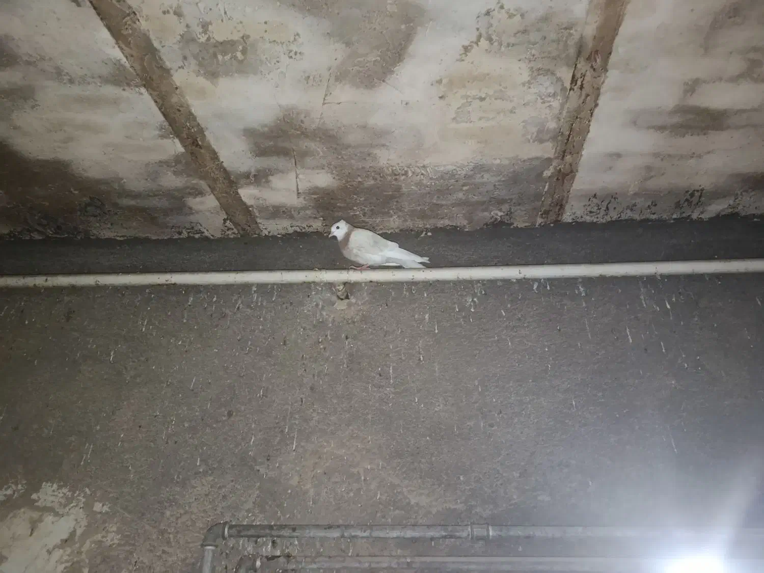 جوجه ۳پری طوق زرد سالم|پرنده|اندیمشک, |دیوار