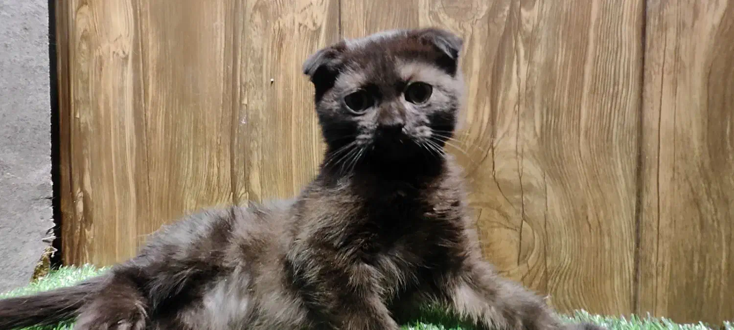 اسکاتیش قهوای|گربه|تهران, امام زاده عبدالله|دیوار