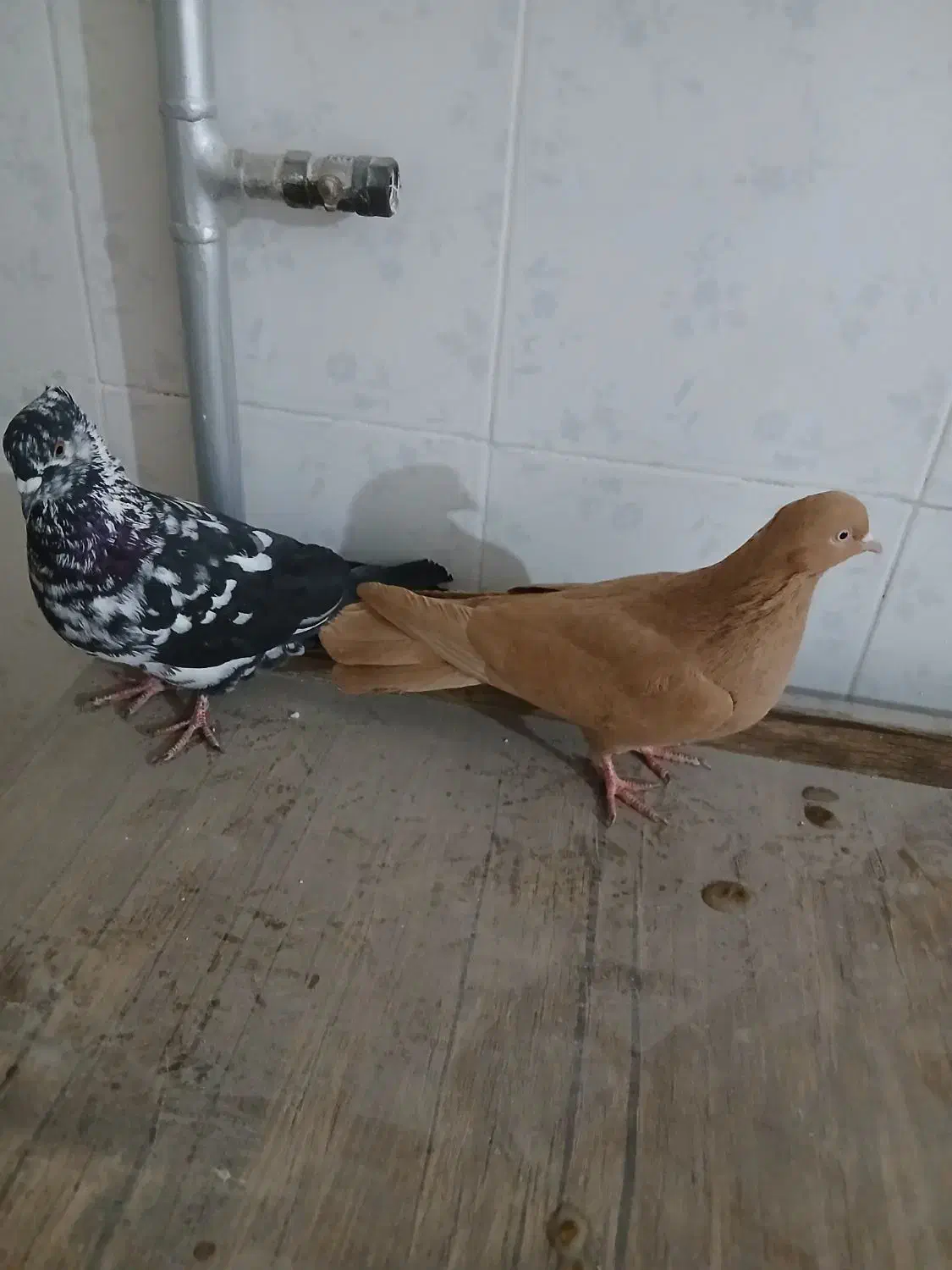 ۲عدد طوقی کاکلی سوسکی وزرد|پرنده|اردبیل, |دیوار