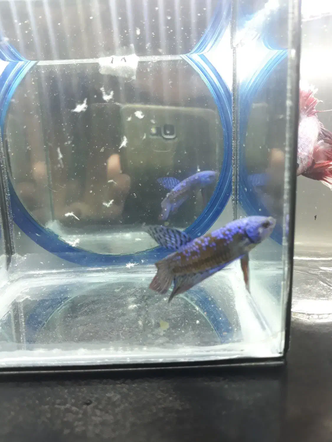 فروش ویژه ماهی فایتر|ماهی|رشت, کاکتوس|دیوار