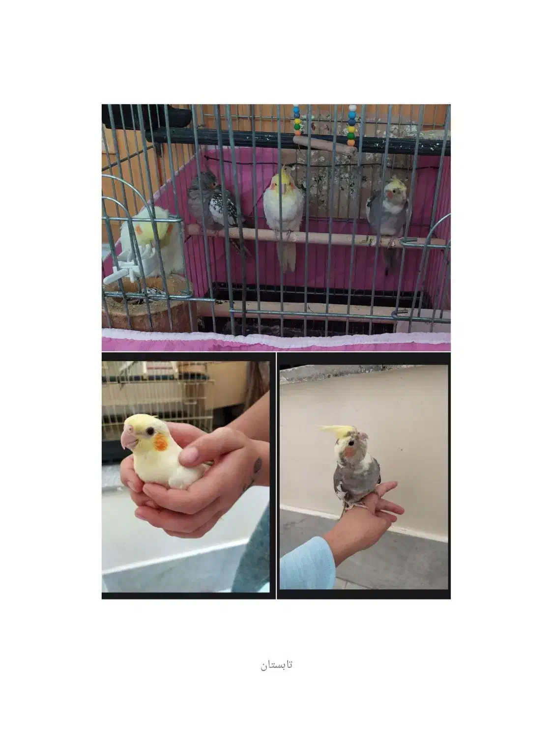 ۴عدد عروس هلندی جفت نرماده دستی|پرنده|فلاورجان, |دیوار