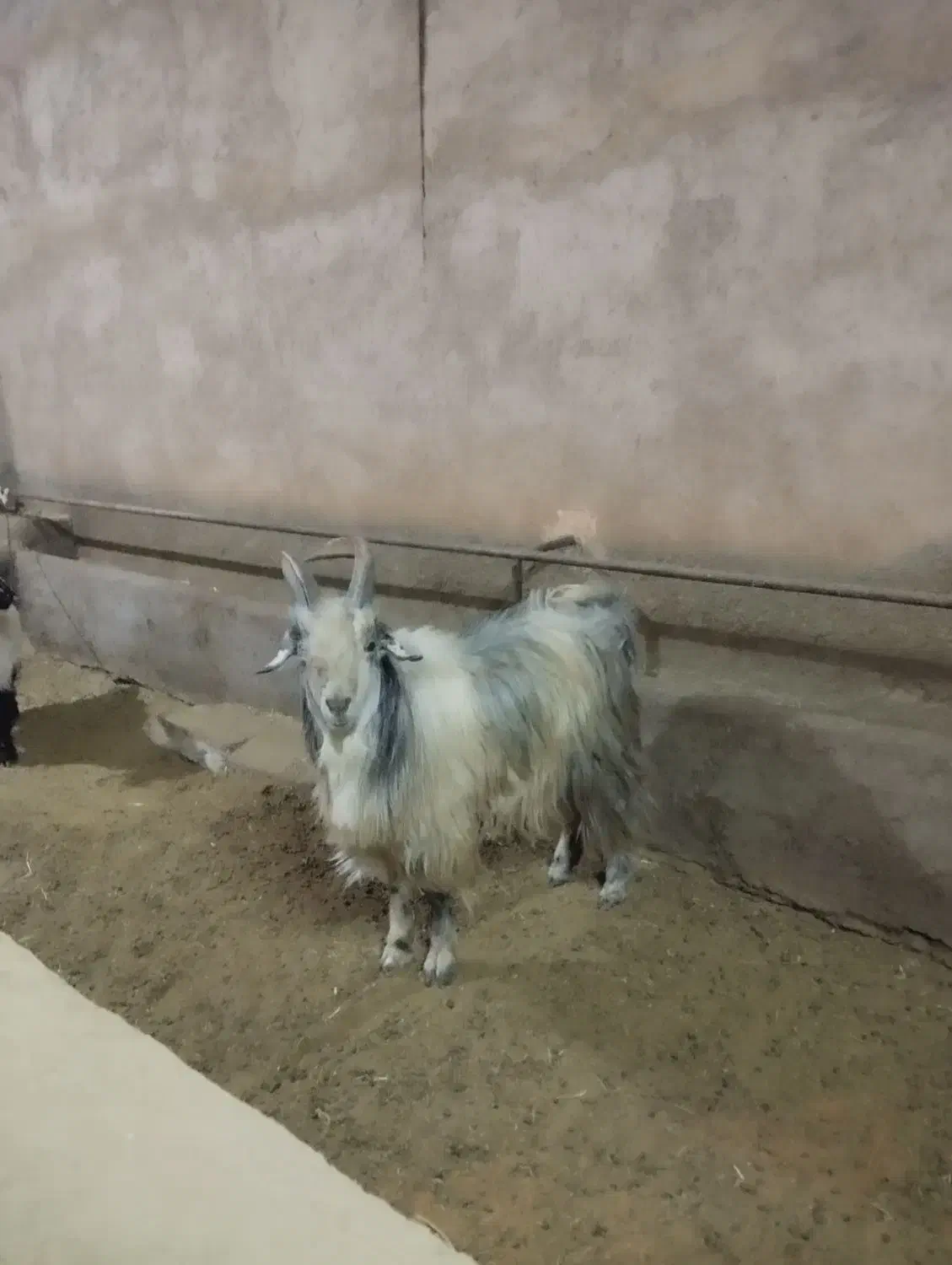 بزغاله دبری ،بز،میش|حیوانات مزرعه|داران, |دیوار