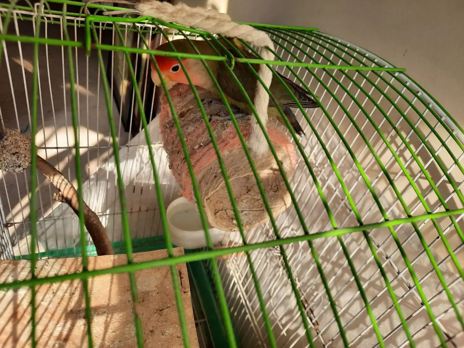 طوطی برزیلی استثنایی|پرنده|لواسان, |دیوار