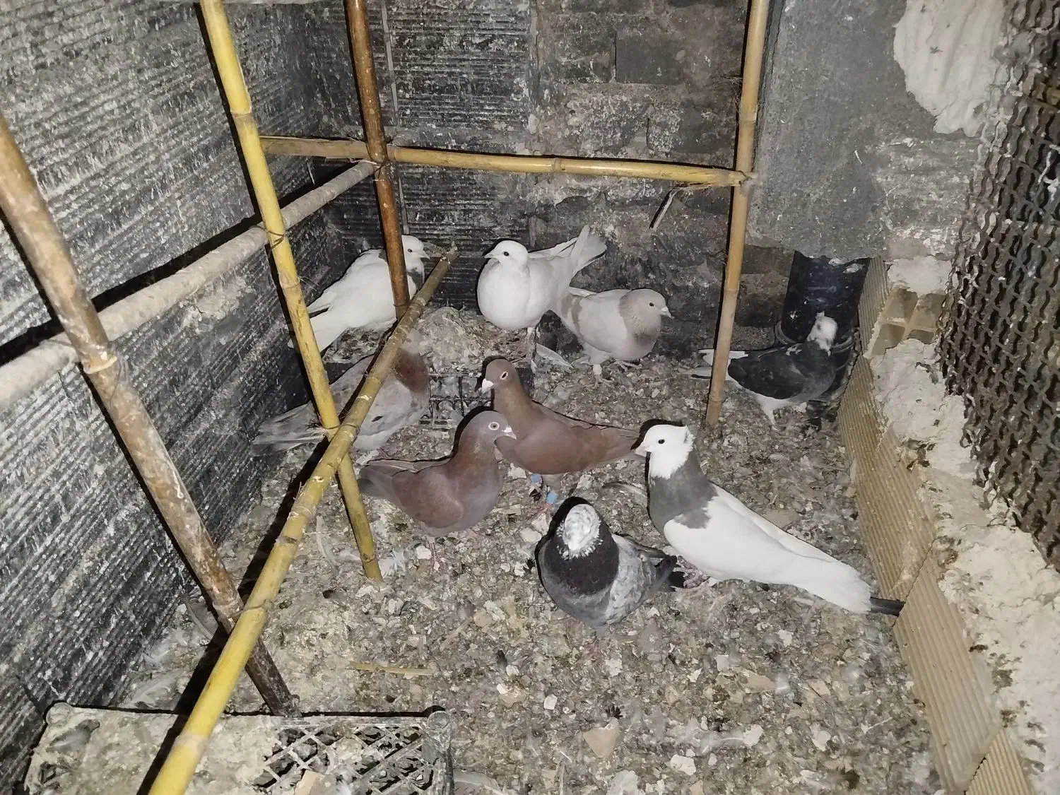 کبوتر|پرنده|ضیاء آباد, |دیوار