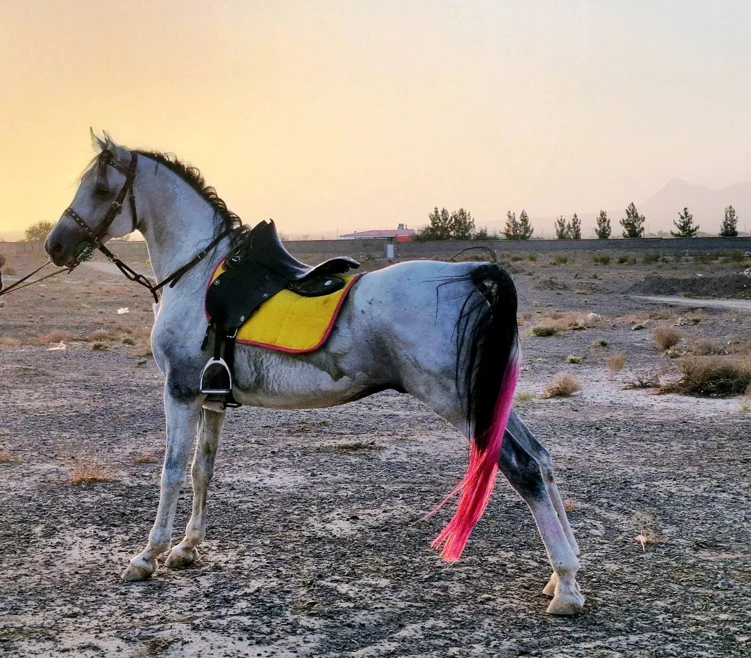 نریون عرب خالص ایرانی|اسب و تجهیزات اسب‌سواری|یزد, |دیوار