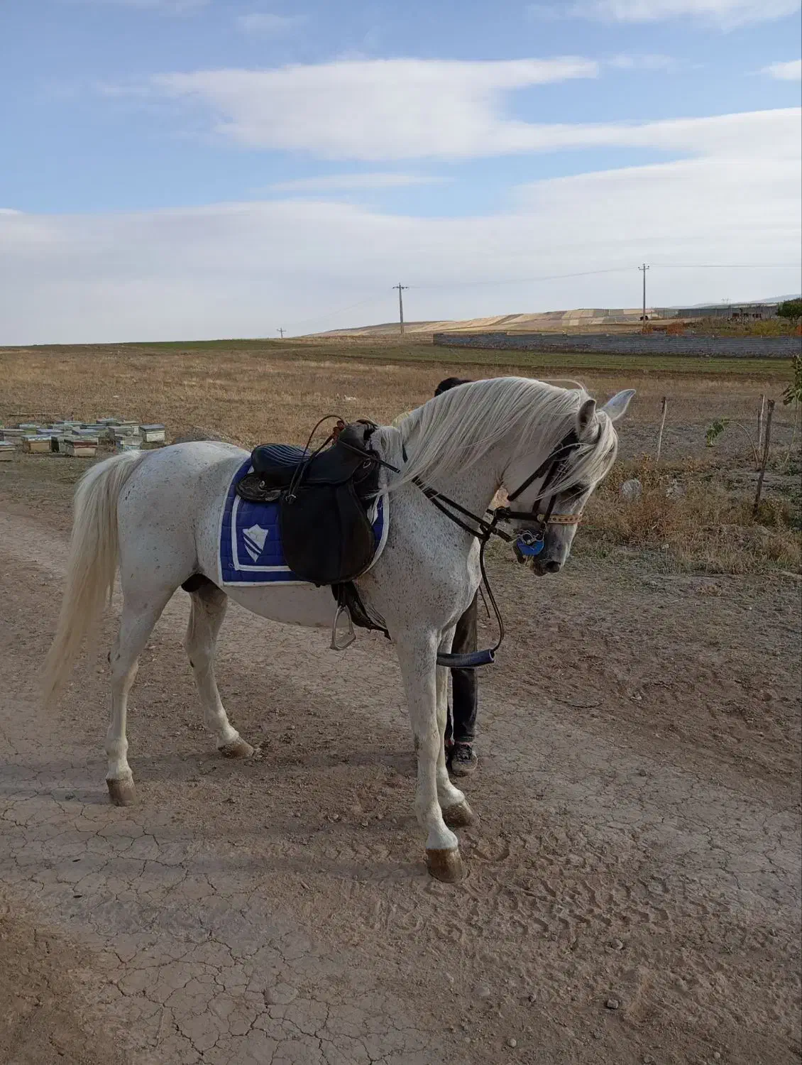 اسب نره شش ساله|اسب و تجهیزات اسب‌سواری|ورزقان, |دیوار