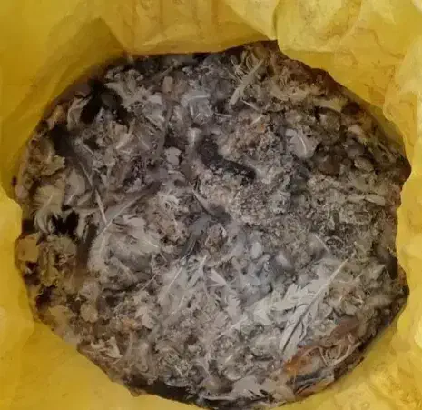 کود کفتر|گل و گیاه طبیعی|تربتحیدریه, آغوی|دیوار