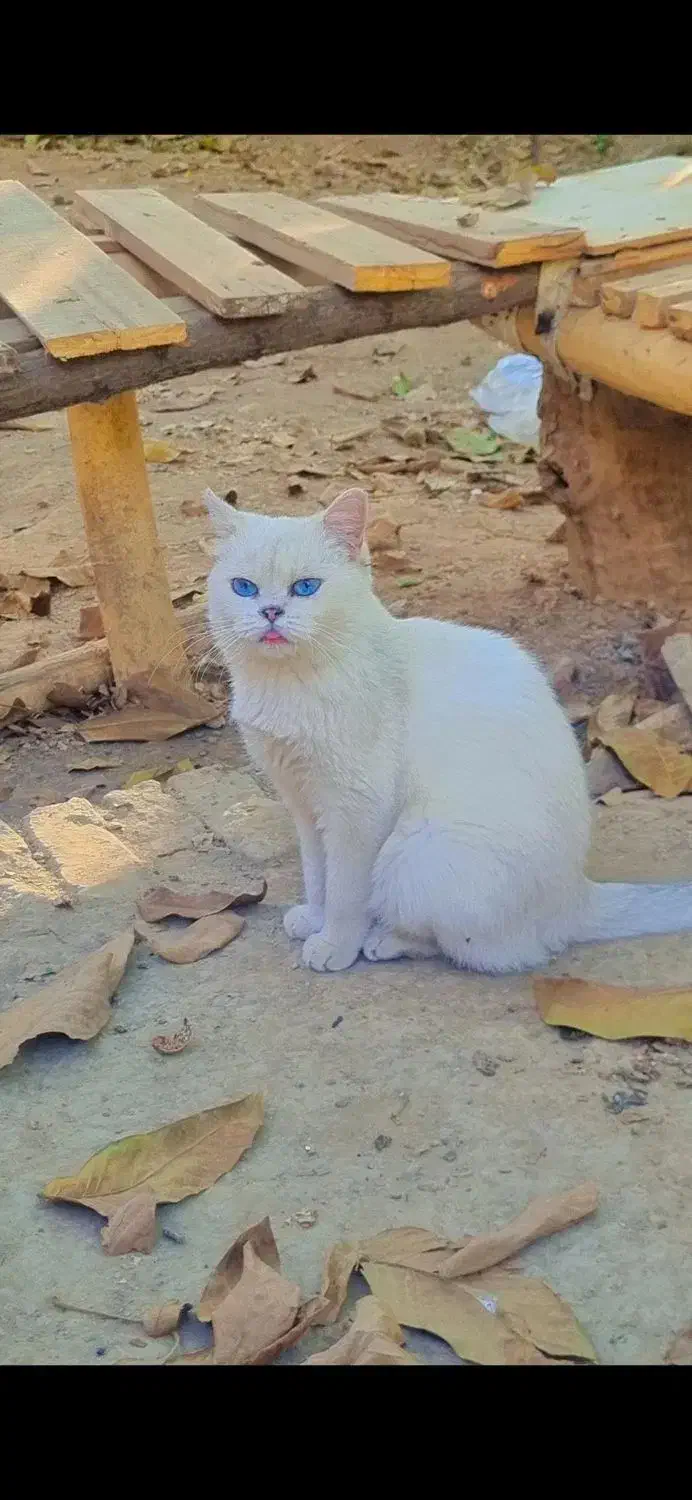 گربه اصیل اسکاتیش بریتیش|گربه|هشتگرد, هیو|دیوار