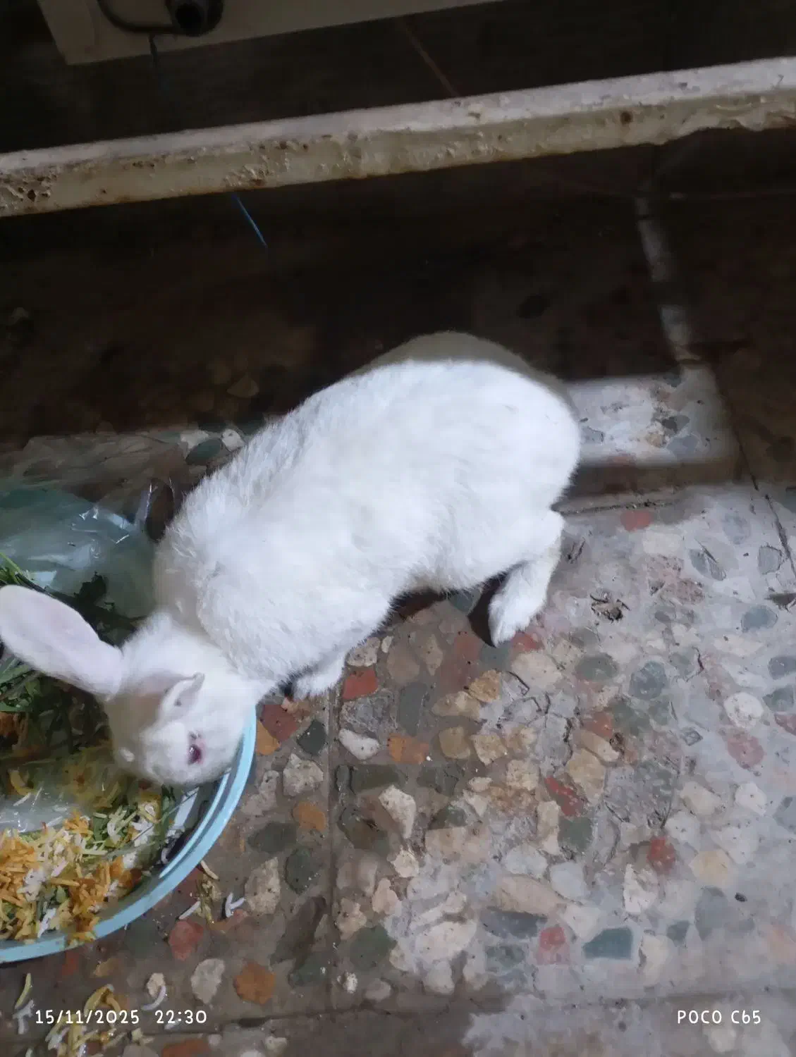 خرگوش نر اهلی باهوش|موش و خرگوش|خرمشهر, |دیوار