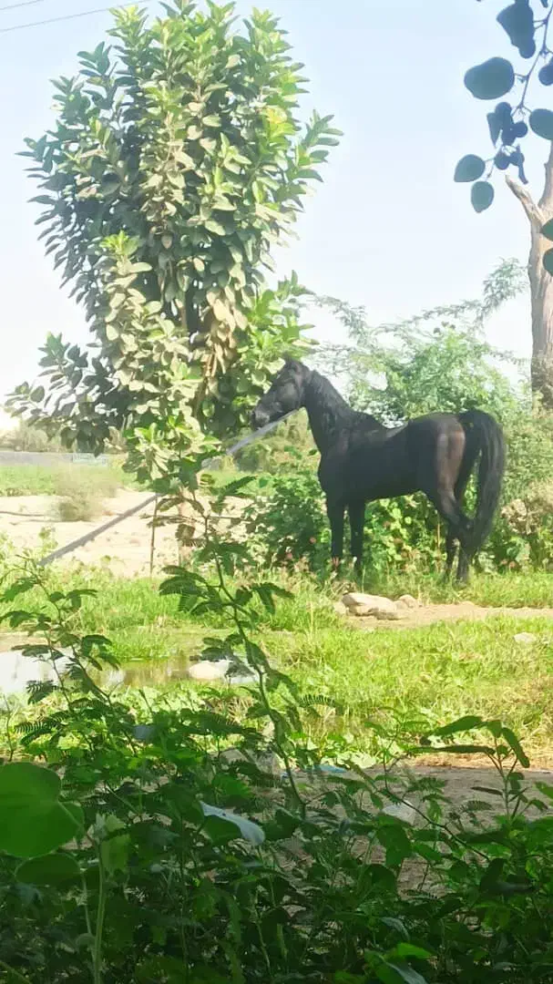 اسب|اسب و تجهیزات اسب‌سواری|بندرعباس, |دیوار