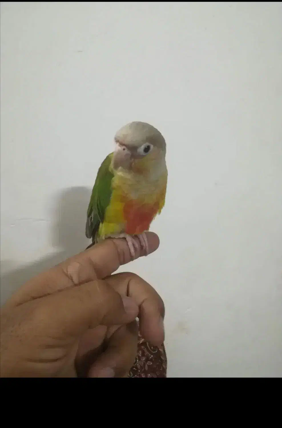 گرینچیک|پرنده|اشکذر, |دیوار