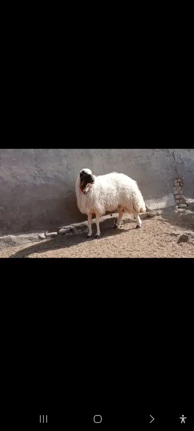 بره قوچی سنجابی|حیوانات مزرعه|کاشمر, |دیوار