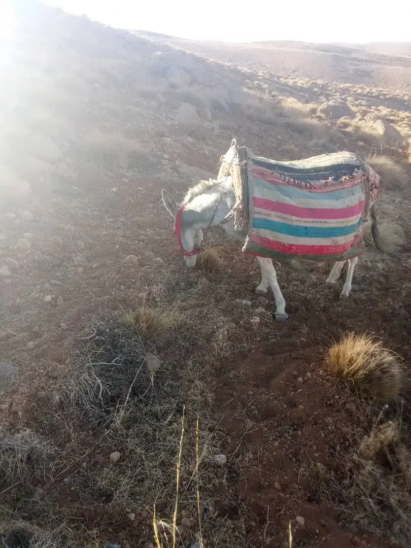 الاغ|حیوانات مزرعه|بروجن, |دیوار