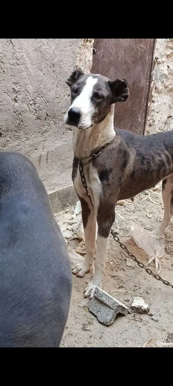 واگذاری ی سگ|سگ|زاهدان, |دیوار