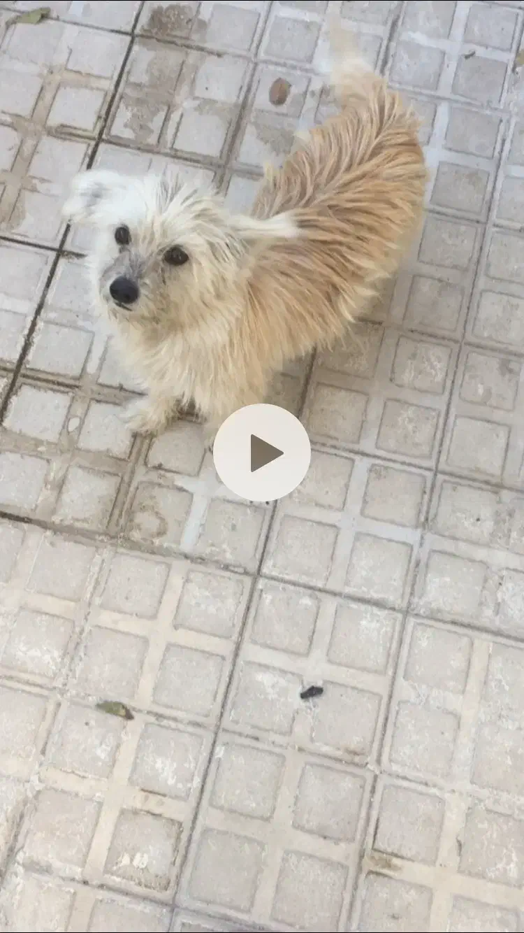 باکوتاه حرف کوش کن|سگ|اردبیل, |دیوار