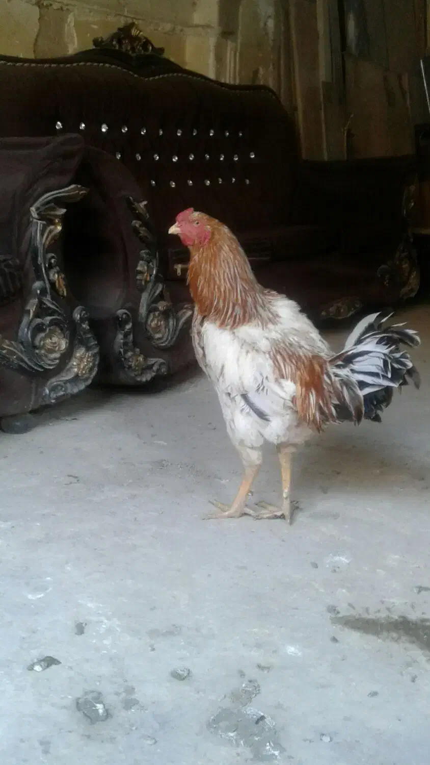 یک عدد لاری کلنگی ب فروش میرسد ماهدشت|حیوانات مزرعه|ماهدشت, |دیوار