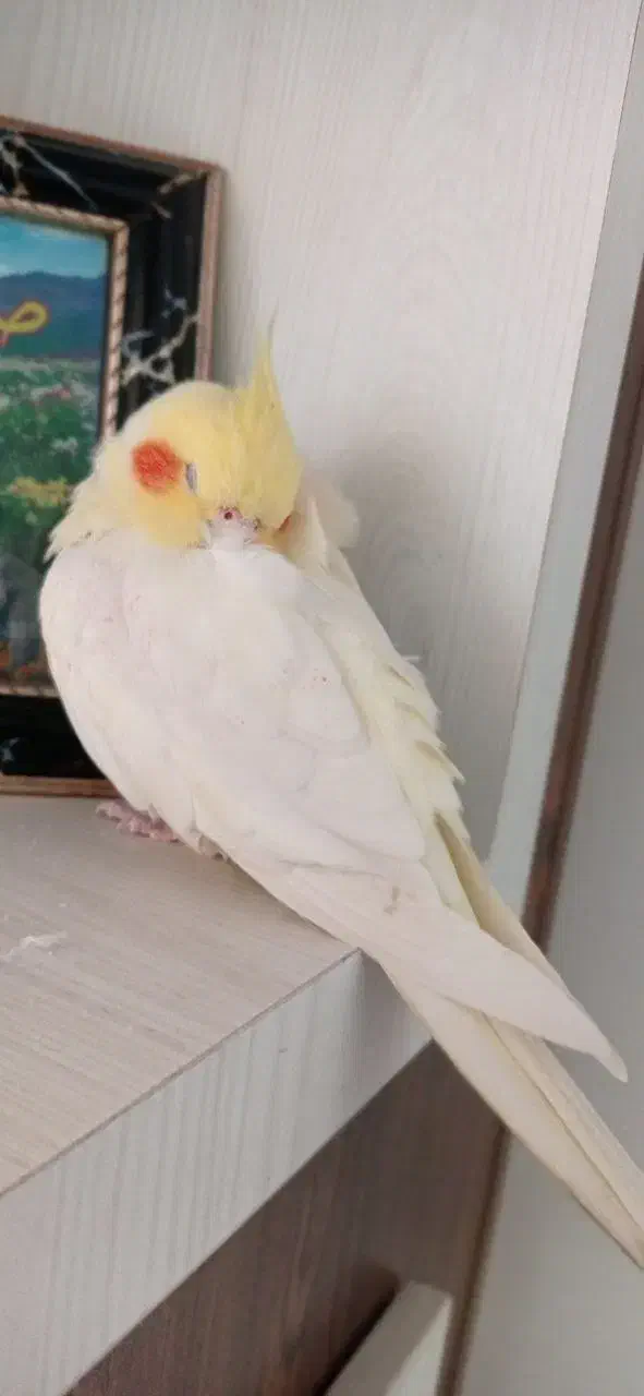 فروش عروس هلندی|پرنده|رضوانشهر, |دیوار