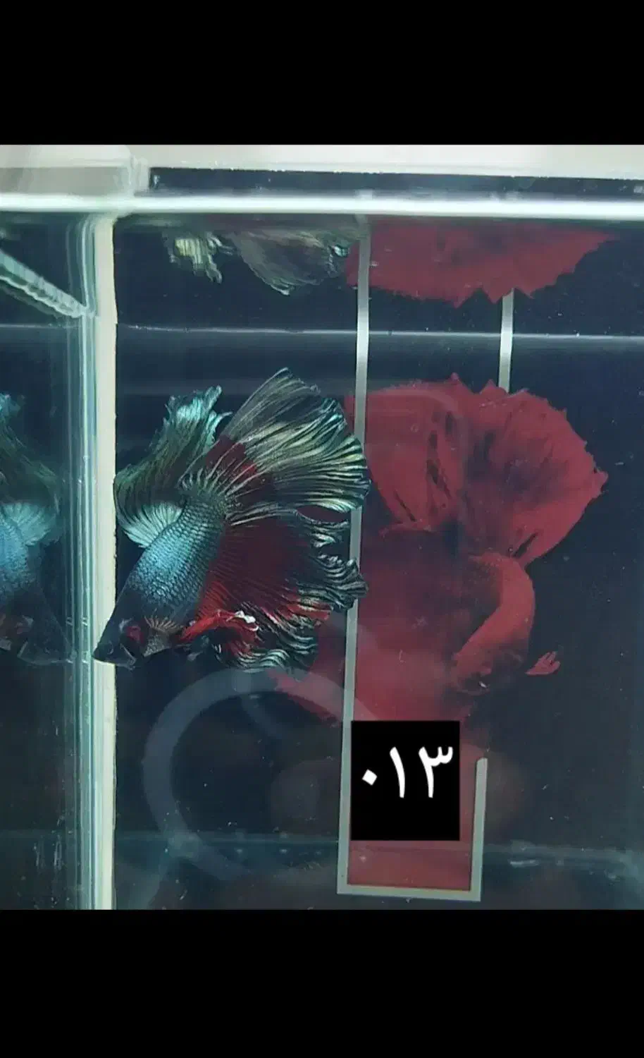 ماهی فایتر|ماهی|نسیم‌شهر, |دیوار