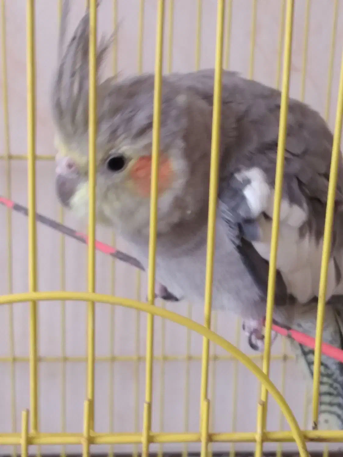 عروس هلندی|پرنده|فارسان, |دیوار