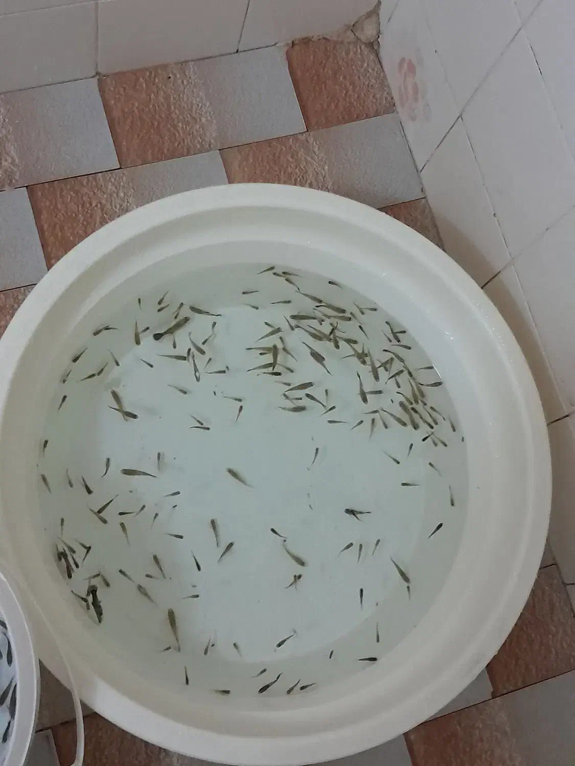 ماهی گوپی دانه ۲|ماهی|مشهد, شریف|دیوار