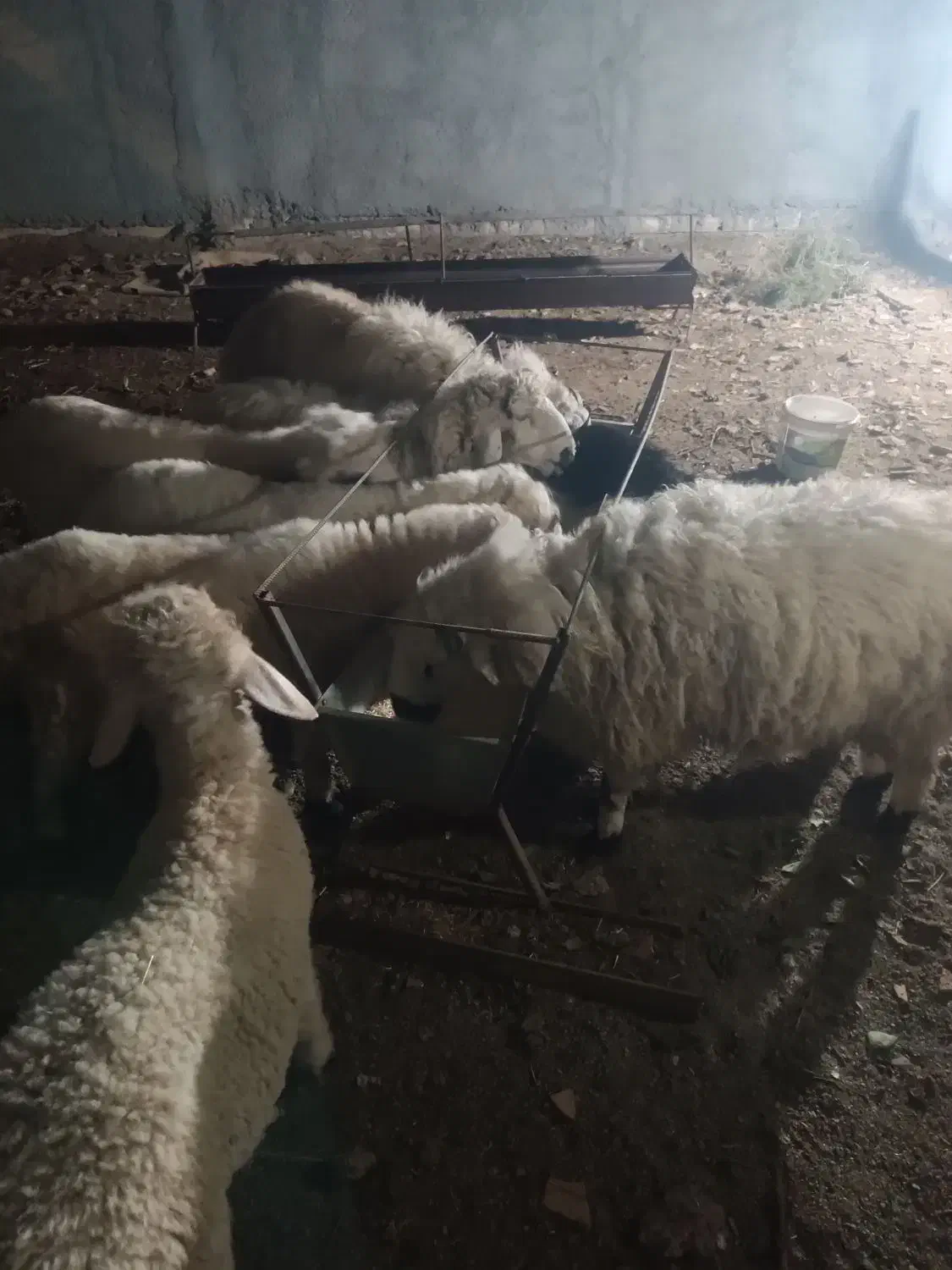 بر ه|حیوانات مزرعه|بیرجند, |دیوار