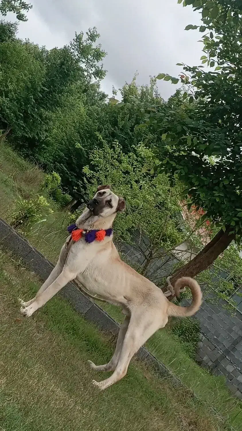 سگ سرابی نگهبان|سگ|رشت, لاکان|دیوار