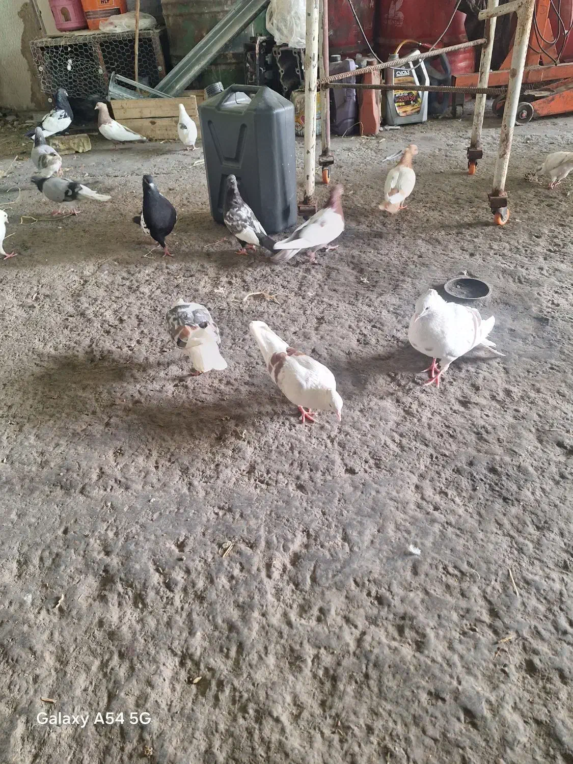 کبوتر کله ای و سینهای و دوکت|پرنده|اصفهان, ارداجی|دیوار