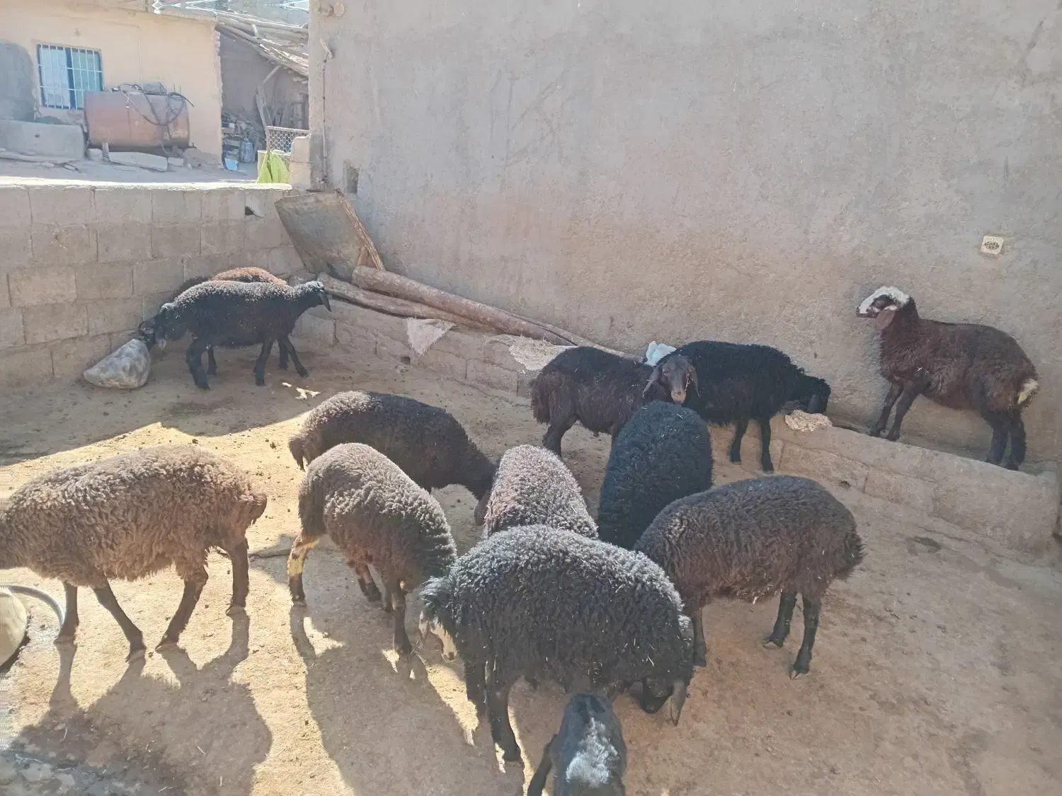 ۲۰عدد بره ماده|حیوانات مزرعه|شیرینسو, |دیوار
